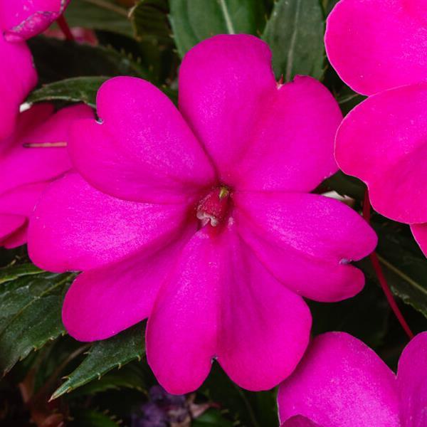 Impatiens SunPatiens® Vigorous Purple