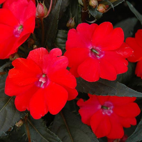Impatiens SunPatiens® Vigorous Red