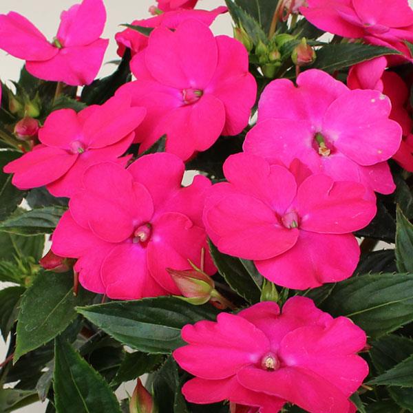 Impatiens SunPatiens® Vigorous Rose Pink