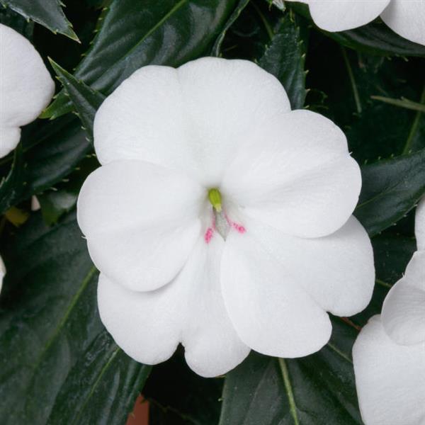 Impatiens SunPatiens® Vigorous White