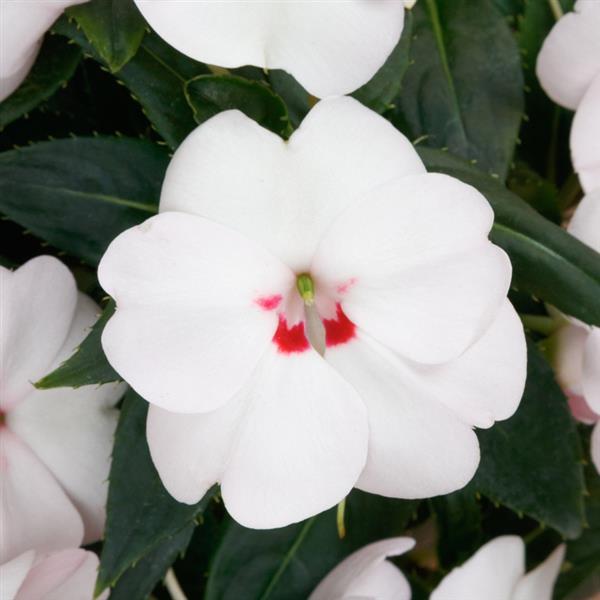 Impatiens SunPatiens® Vigorous Sweetheart White
