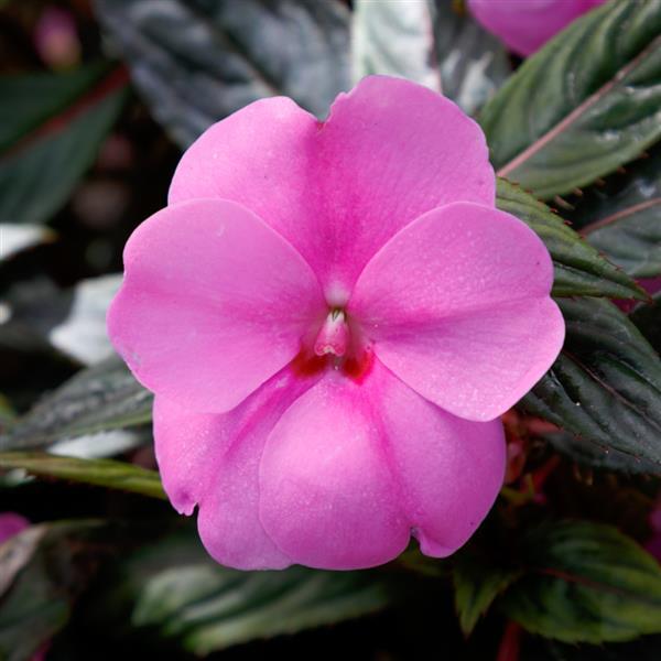 Impatiens SunPatiens® Vigorous Lavender Splash