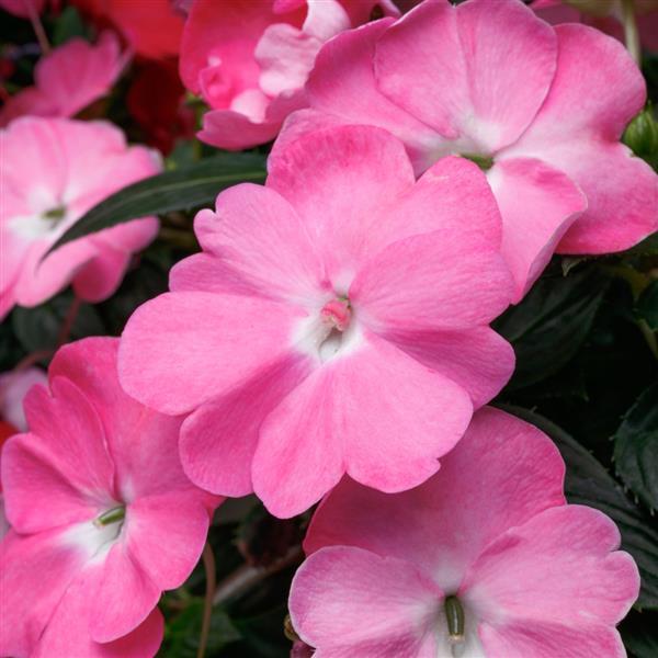 Impatiens SunPatiens® Vigorous Pretty Pink