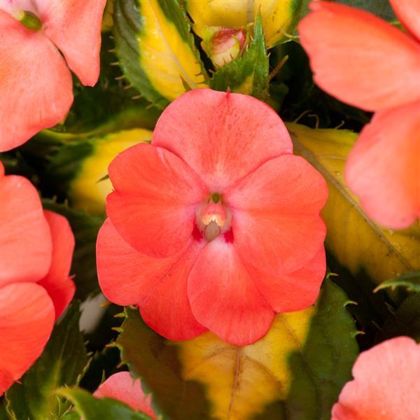 Impatiens SunPatiens® Vigorous Tropical Salmon V/L