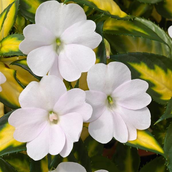 Impatiens SunPatiens® Vigorous Tropical White V/L