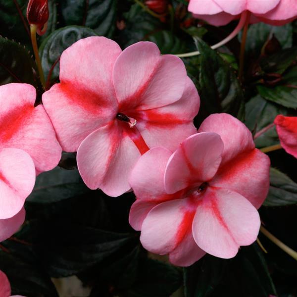 Impatiens SunPatiens® Vigorous Peach Candy