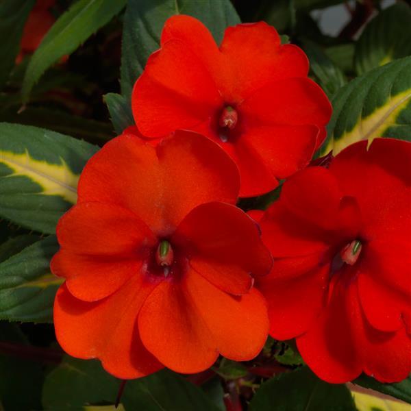 Impatiens SunPatiens® Vigorous Tropical Orange V/L