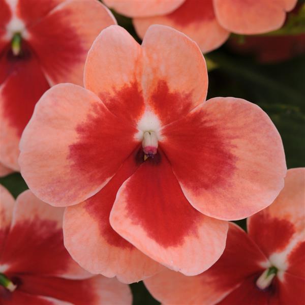 Exotic Impatiens Patchwork™ Peach Prism