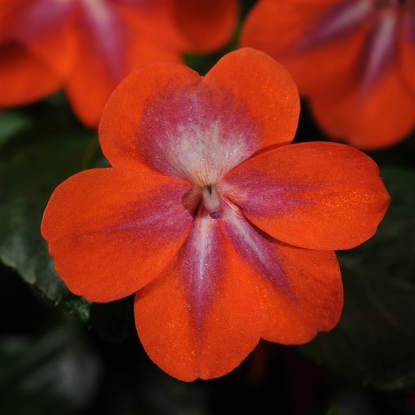 Exotic Impatiens Patchwork™ Cosmic Orange