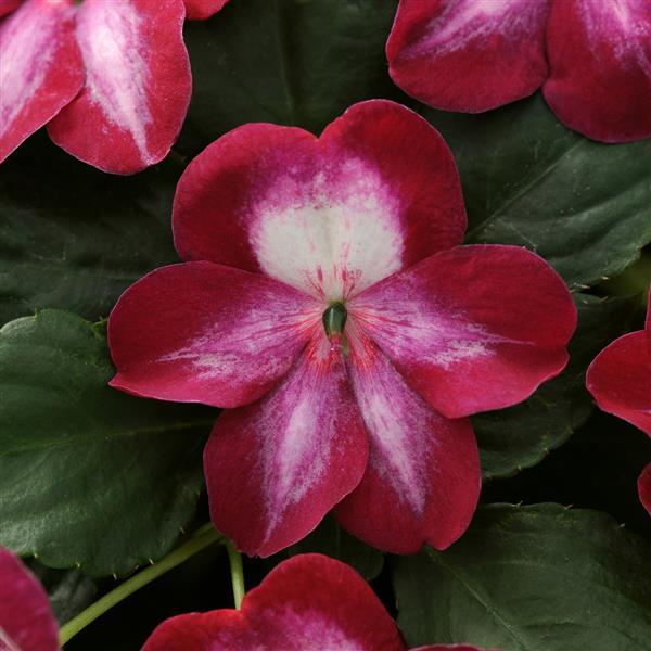 Exotic Impatiens Patchwork™ Cosmic Burgundy