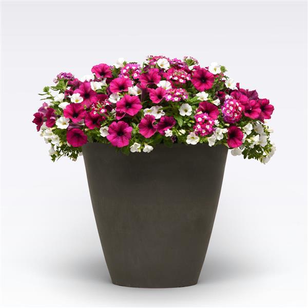 MixMasters™ Berry Basket
