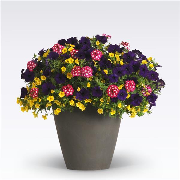 MixMasters™ Over The Top 27