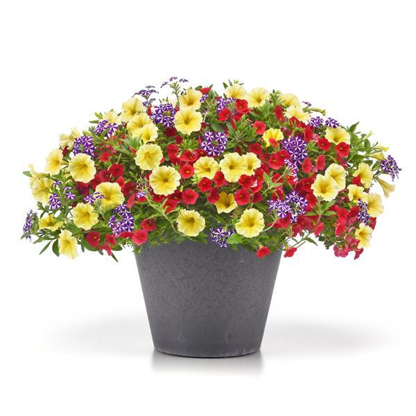 MixMasters™ Limone Sorbet