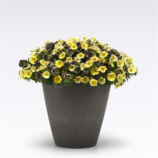 MixMasters™ Oh Beehave! 27