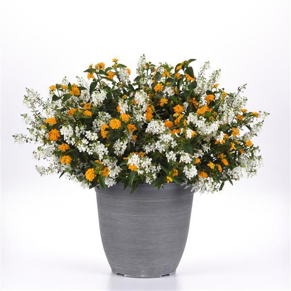 MixMasters™ Summer Splendor 27