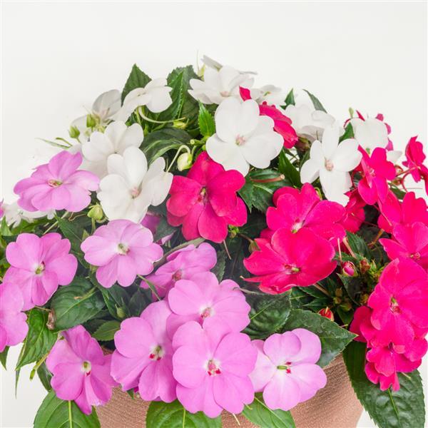 Impatiens SunPatiens<sup>®</sup> Compact Best Friends Forever Mix