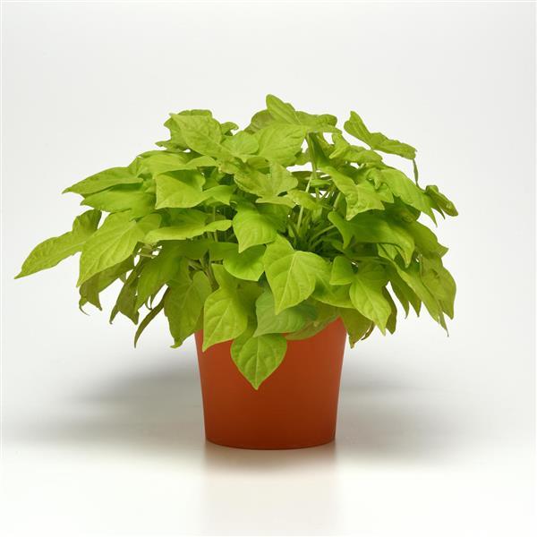 PLANT NAME Container