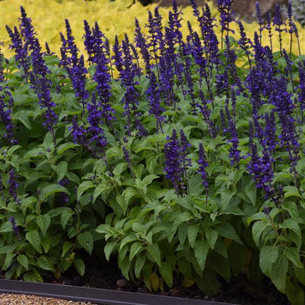 PLANT NAME Commercial Landscape 1