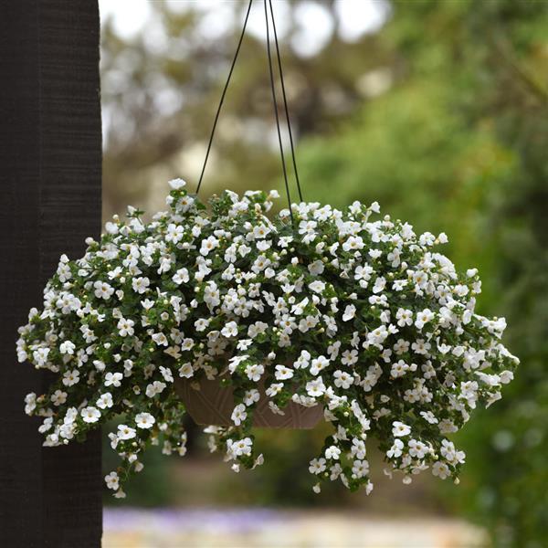 PLANT NAME Basket