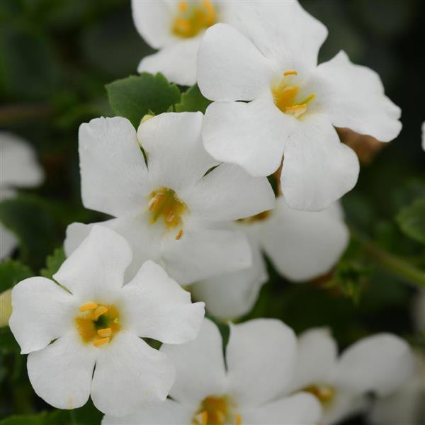 PLANT NAME Bloom