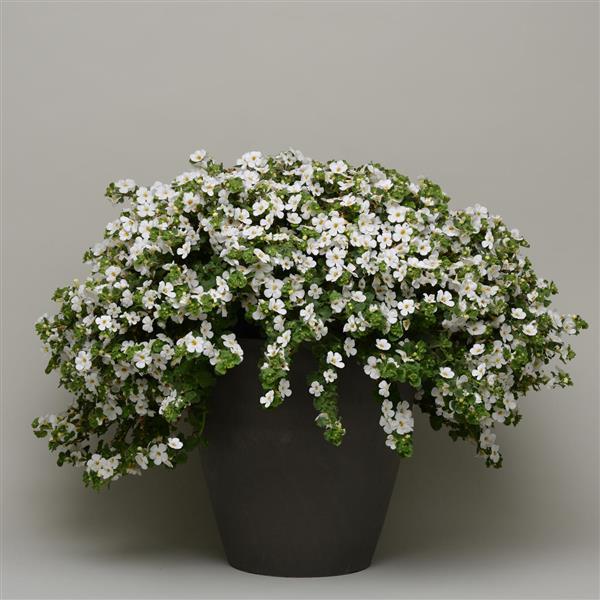 PLANT NAME Container