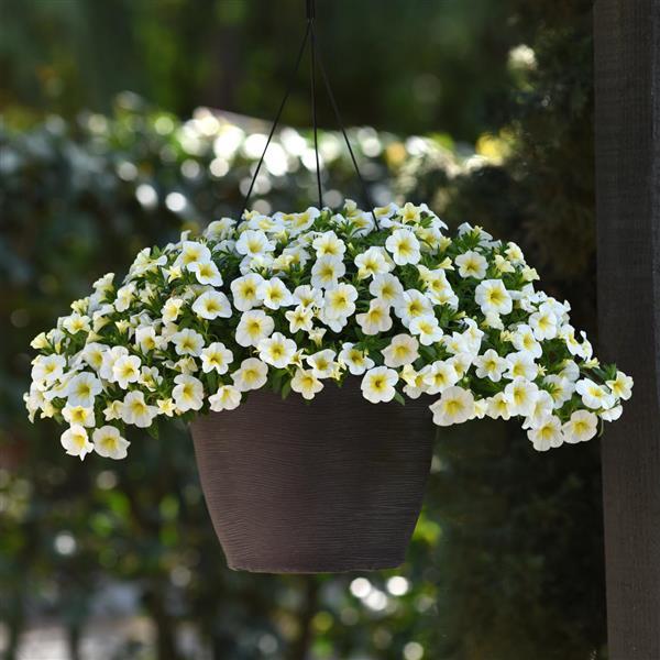 PLANT NAME Basket