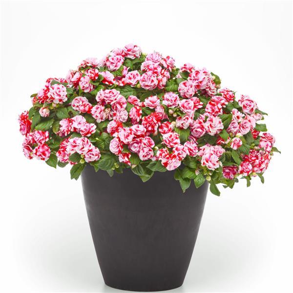 PLANT NAME Container