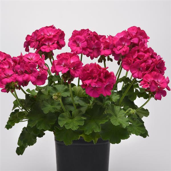 PLANT NAME Container