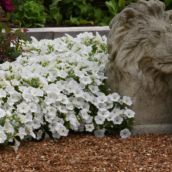 PLANT NAME Commercial Landscape 1