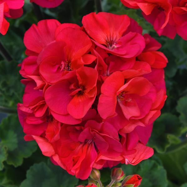 PLANT NAME Bloom