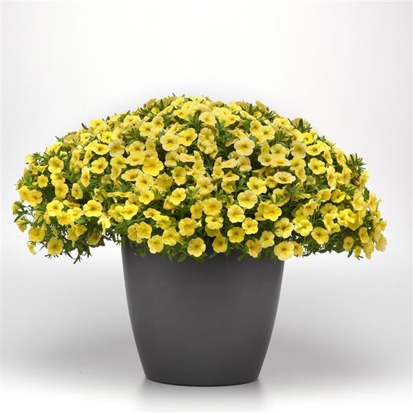 PLANT NAME Container