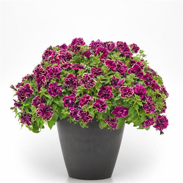 PLANT NAME Container
