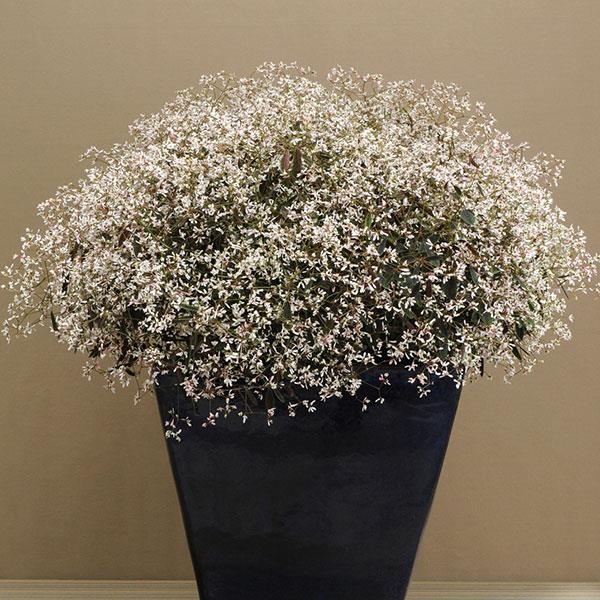 PLANT NAME Container