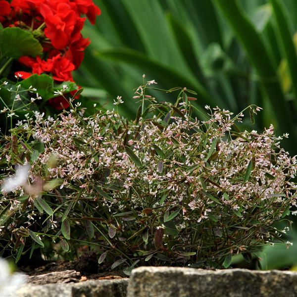 PLANT NAME Landscape