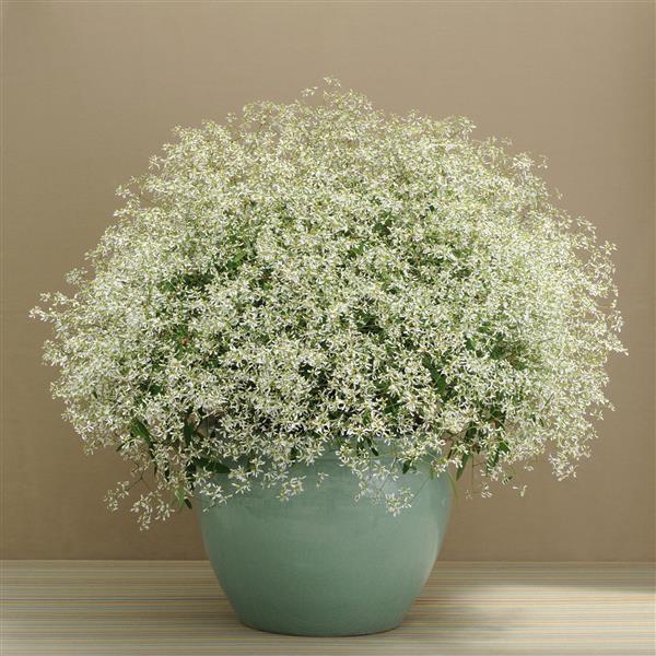 PLANT NAME Container