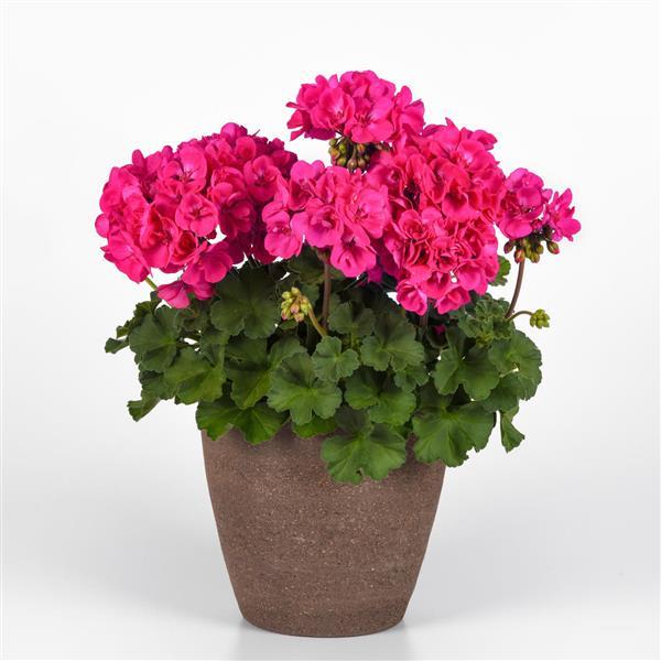 PLANT NAME Container