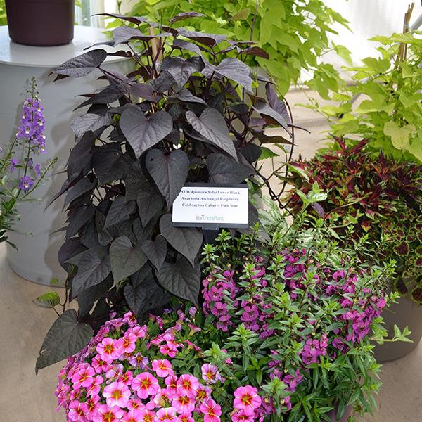 PLANT NAME Commercial Landscape 1