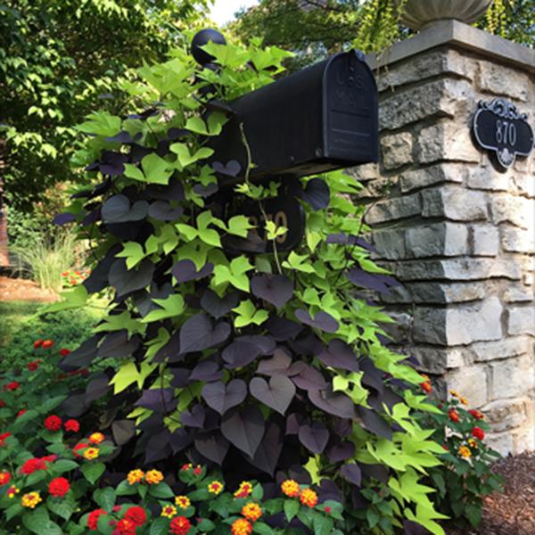 PLANT NAME Commercial Landscape 2