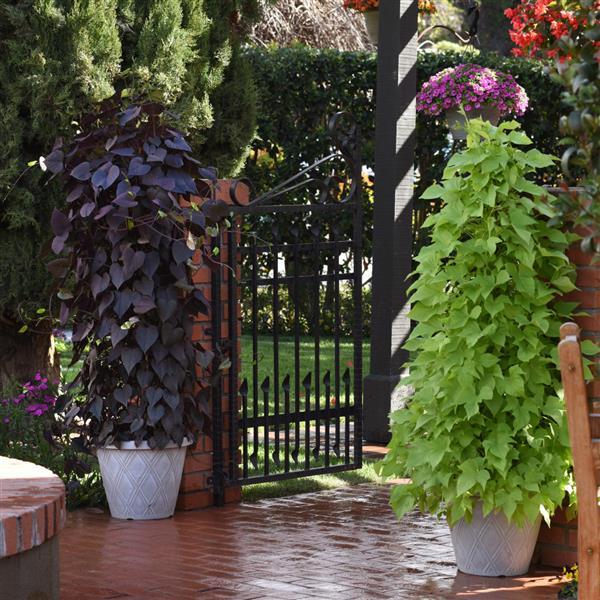 PLANT NAME Landscape