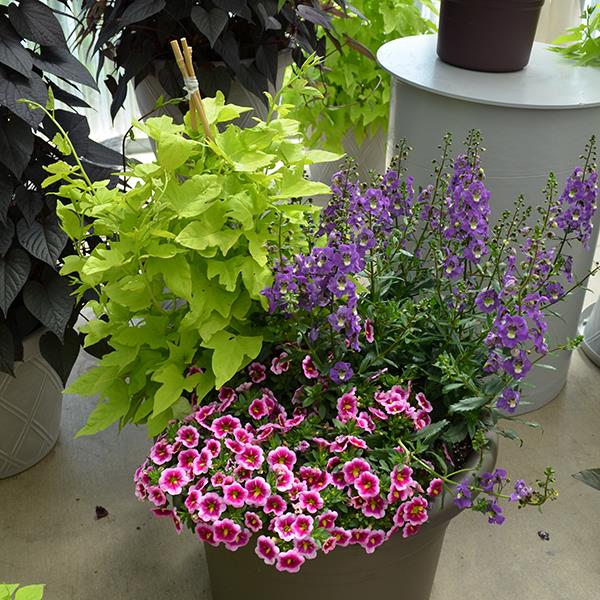 PLANT NAME Commercial Landscape 1