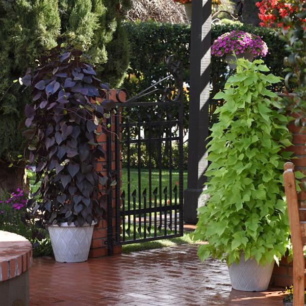 PLANT NAME Landscape