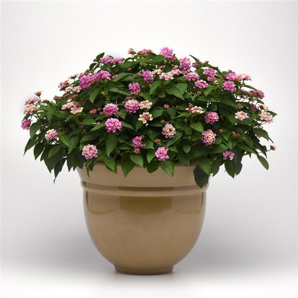 PLANT NAME Container