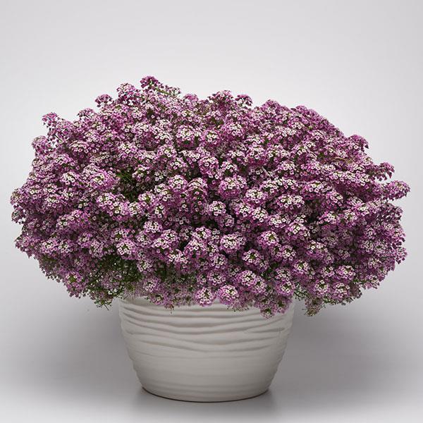 PLANT NAME Container