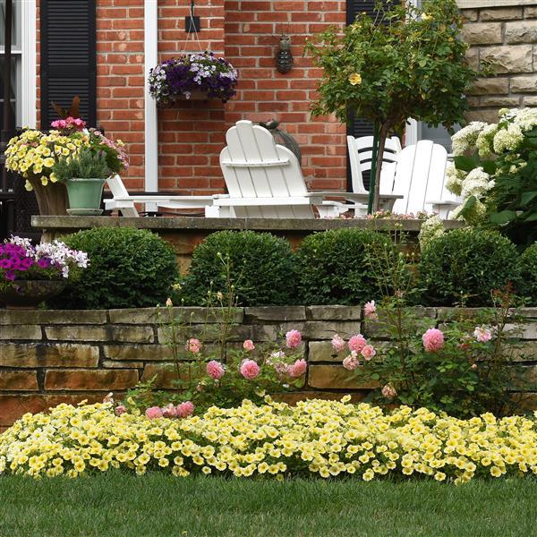 PLANT NAME Commercial Landscape 1