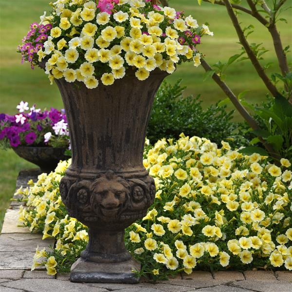 PLANT NAME Commercial Landscape 2