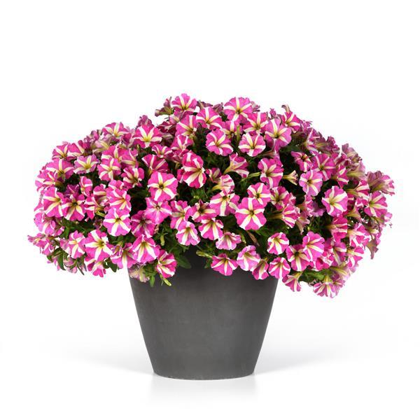PLANT NAME Container
