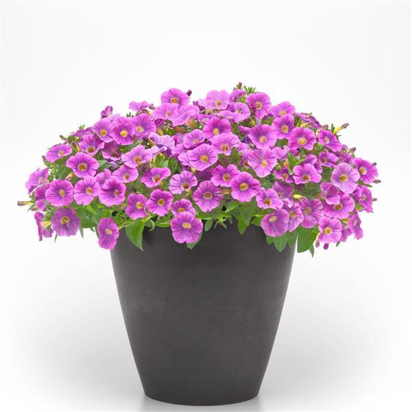 PLANT NAME Container
