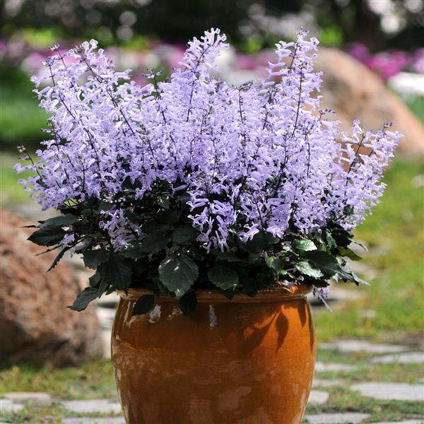 PLANT NAME Container