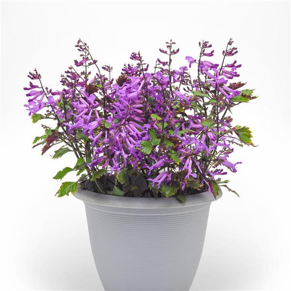 PLANT NAME Container