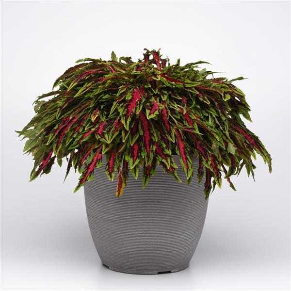 PLANT NAME Container